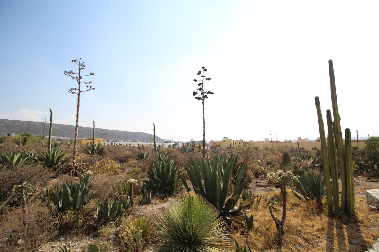 Los pachuqueños se olvidan del Parque